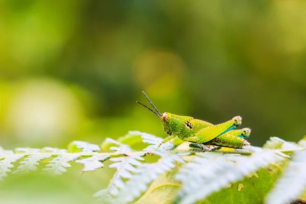 Grön gräshoppa — Stockfoto