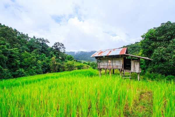 Terrain de riz vert en terrasses — Photo