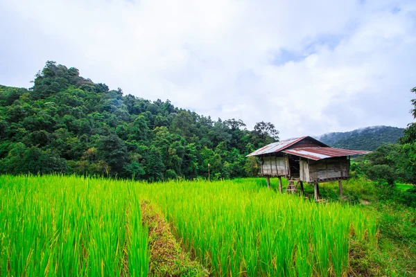 Terrain de riz vert en terrasses — Photo