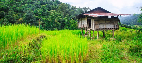 Terrain de riz vert en terrasses — Photo