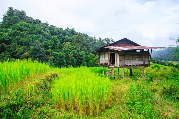 Groene terrasvormige rijst veld — Stockfoto