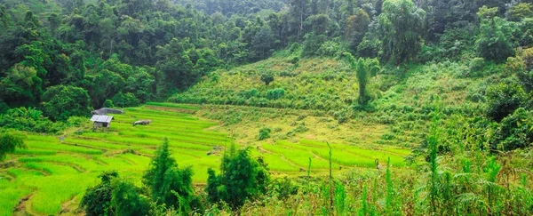 Terrain de riz vert en terrasses — Photo