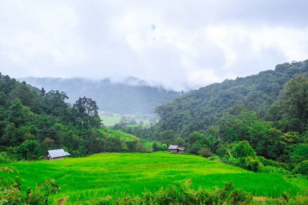 Terrain de riz vert en terrasses — Photo