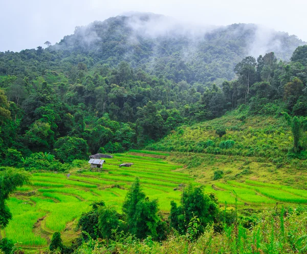 Terrain de riz vert en terrasses — Photo