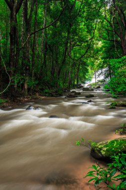 yağmur ormanlarında şelale
