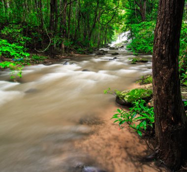 yağmur ormanlarında şelale