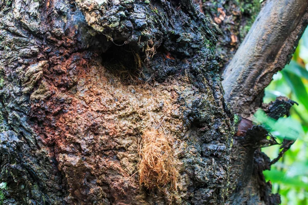 Nido di scoiattolo volante dal buco del tronco dell'albero — Foto Stock