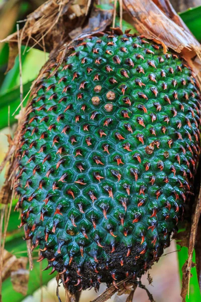 Wild pineapple — Stock Photo, Image