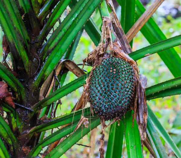 Wild pineapple — Stock Photo, Image