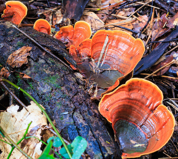Mushrooms in the forest