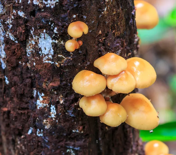 Mushrooms in the forest — Stock Photo, Image