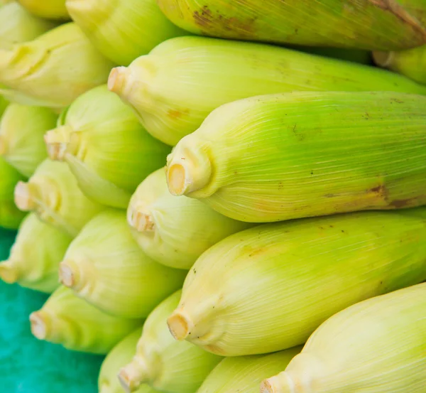 Groene maïs — Stockfoto