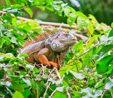 Yeşil iguana