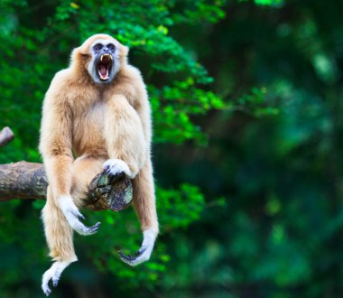 Gibbon