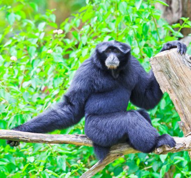 pileated gibbon veya şapkalı gibbon