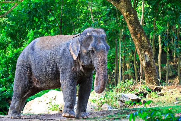 Asiatischer Elefant — Stockfoto