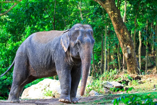 Aasia norsu — kuvapankkivalokuva