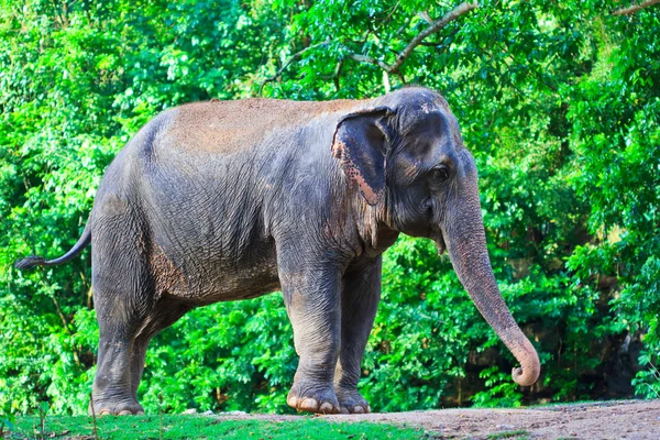 Elefante asiatico — Foto Stock