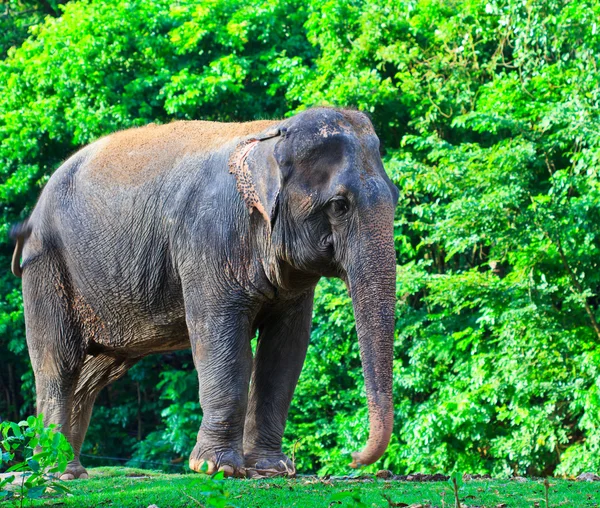 Asiatischer Elefant — Stockfoto