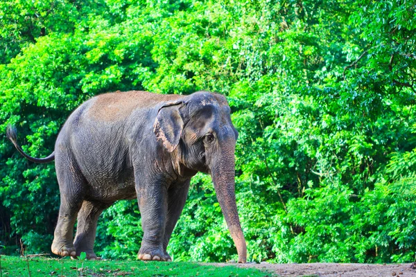 Asien elefant — Stockfoto