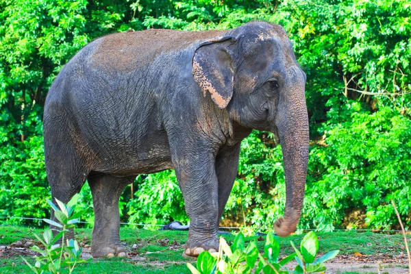 Azië olifant — Stockfoto