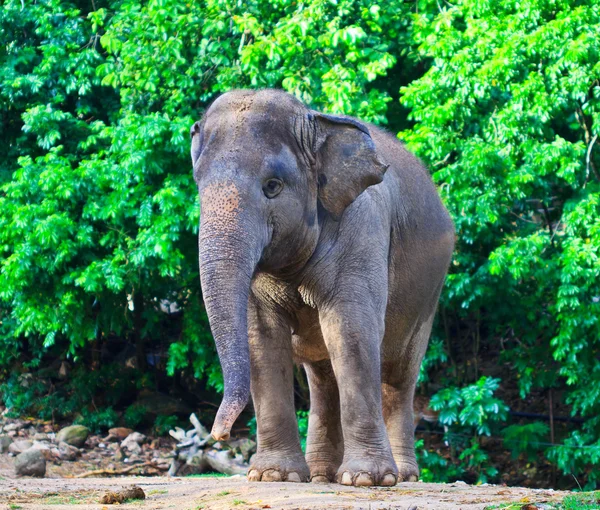 Aasia norsu — kuvapankkivalokuva