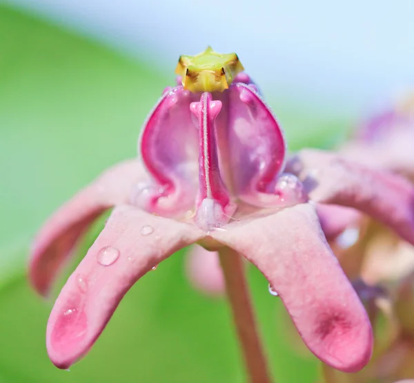 Taç çiçek — Stok fotoğraf