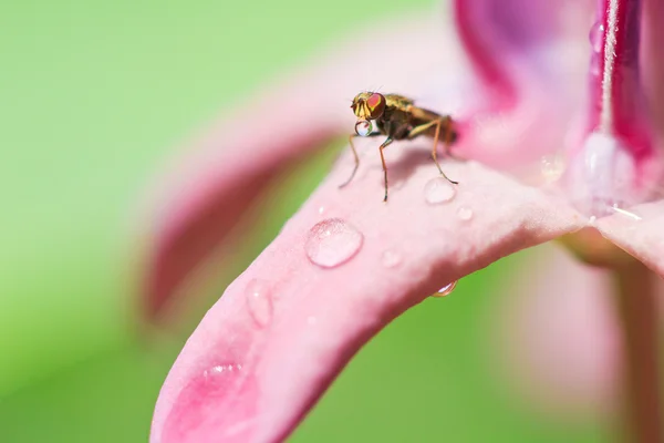 Insect on the crown flower — Stock Photo, Image