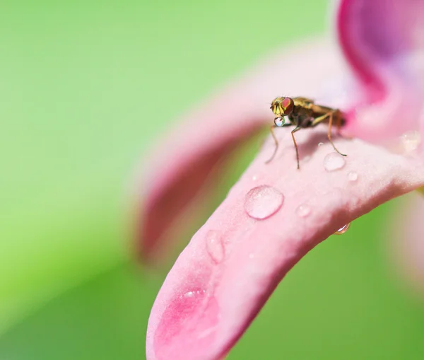 Insect on the crown flower — Stock Photo, Image