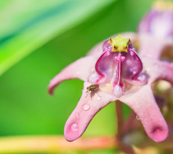 Insect op de kroon bloem — Stockfoto