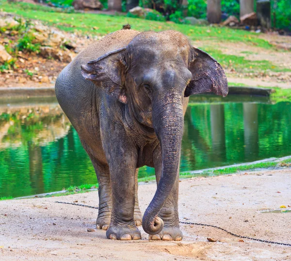 Asia elephant — Stock Photo, Image