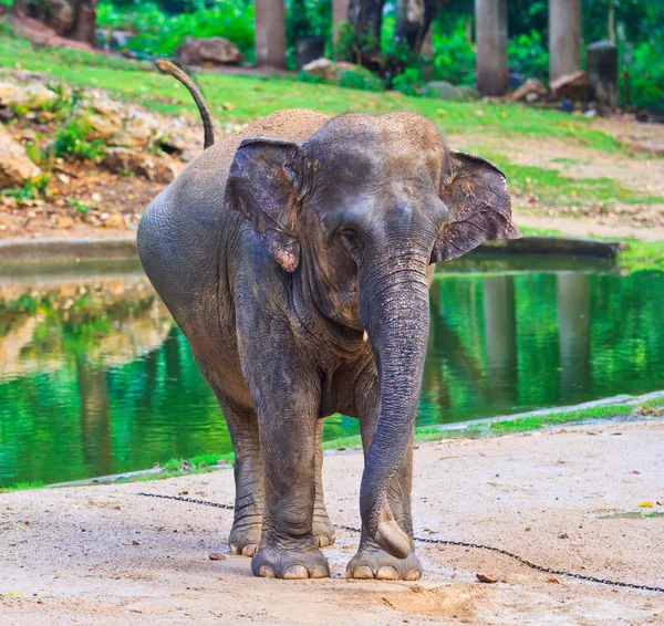 Azië olifant — Stockfoto