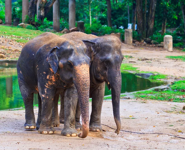 Asien elefant — Stockfoto