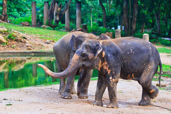 Asien elefant — Stockfoto