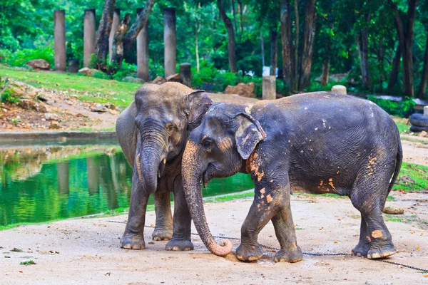 Asia elephant — Stock Photo, Image