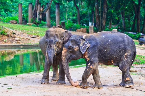 Elefante asiático — Foto de Stock