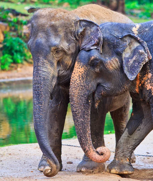 Elefante asiático — Foto de Stock