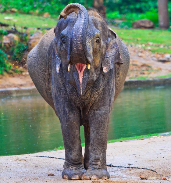 Elefante asiatico — Foto Stock