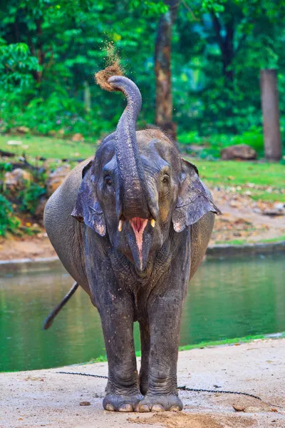 Elefante asiático — Foto de Stock