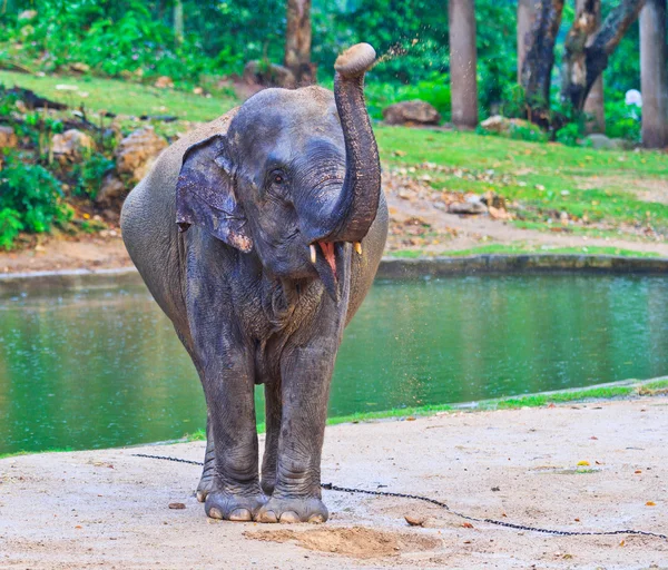 Elefante asiático — Foto de Stock