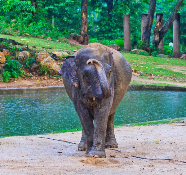 Elefante asiatico — Foto Stock