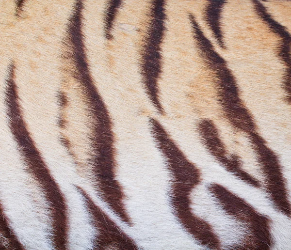 Hermosa piel de tigre — Foto de Stock