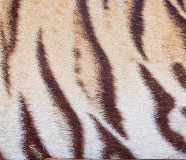 Beautiful tiger fur — Stock Photo, Image