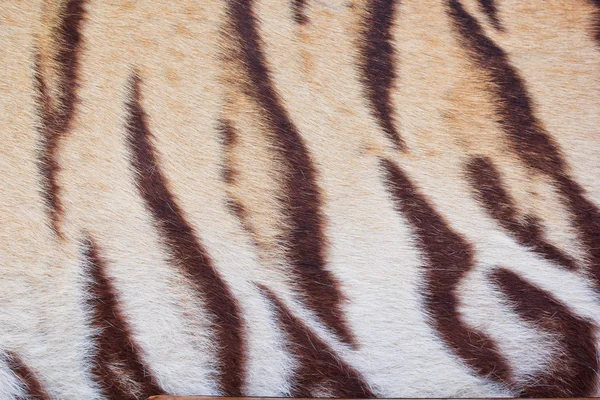 Schönes Tigerfell — Stockfoto