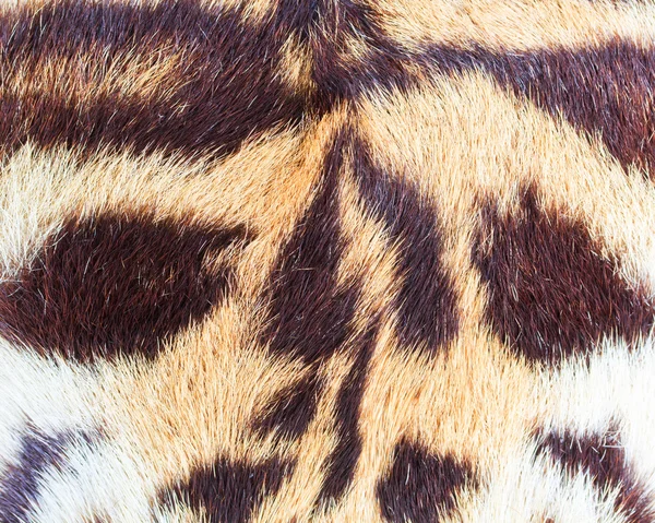 Beautiful tiger fur — Stock Photo, Image