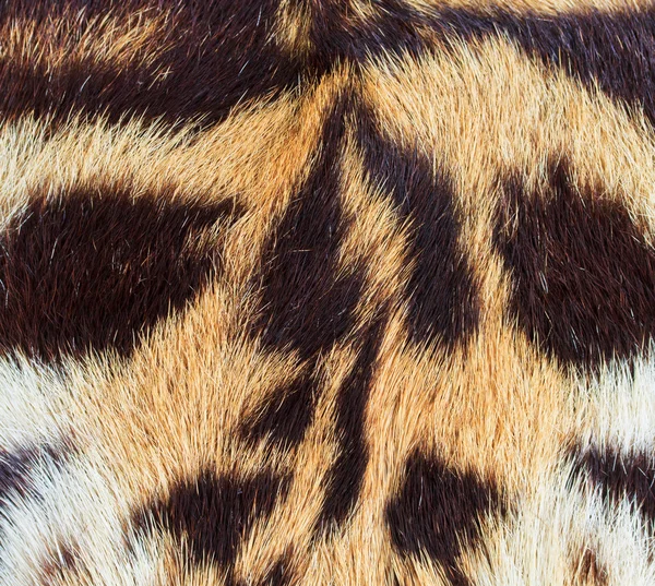 Hermosa piel de tigre — Foto de Stock