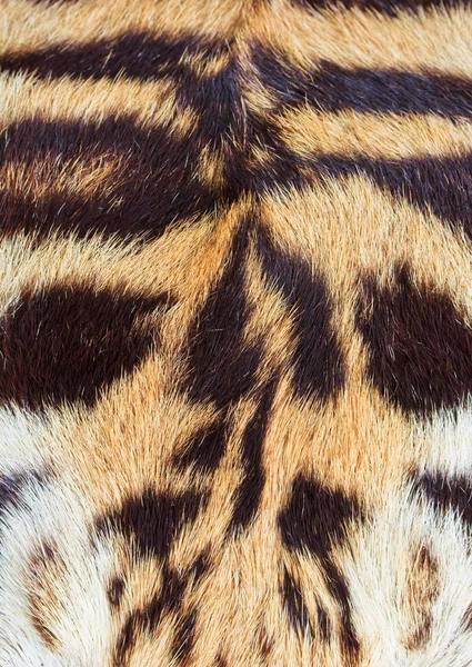 Beautiful tiger fur — Stock Photo, Image