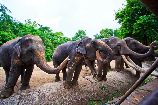 Elefante asiático — Foto de Stock