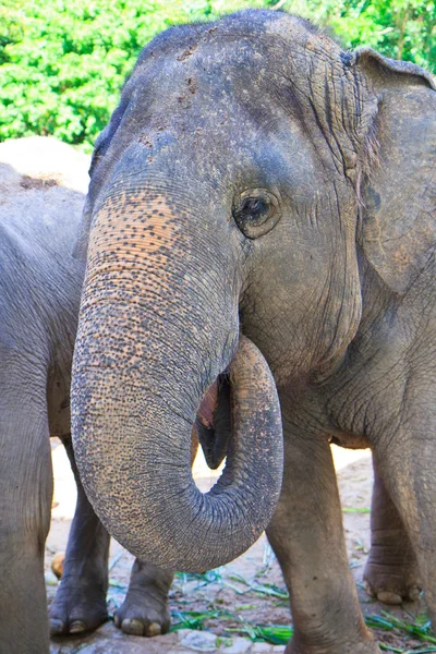 Asia elephant — Stock Photo, Image