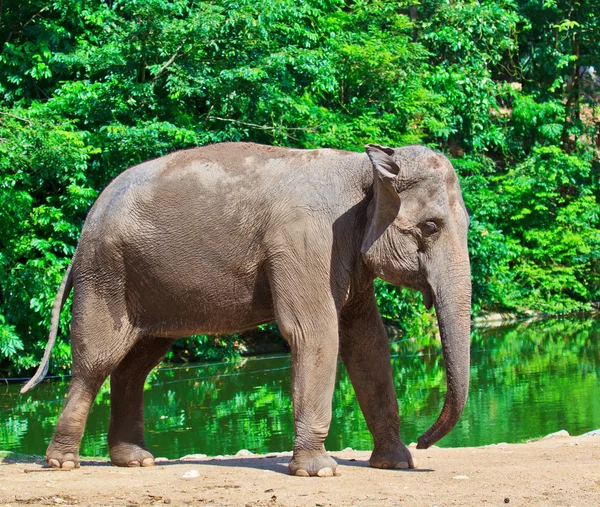 Elefante asiático — Foto de Stock